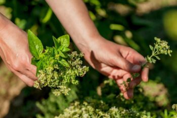 herbs being picked from garden