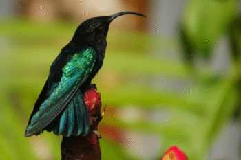 Bird in garden