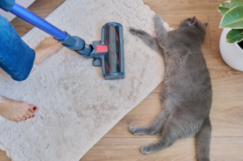 vacuum next to cat