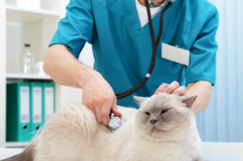 cat at vet