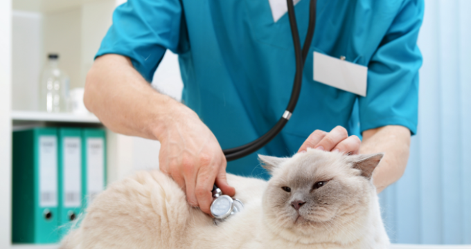 cat at vet